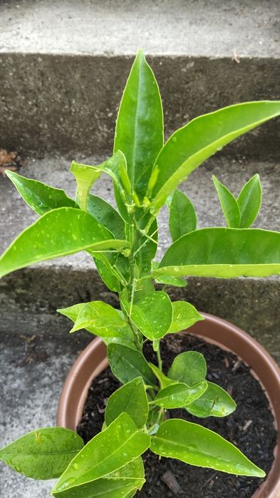 Laranjeira em vaso