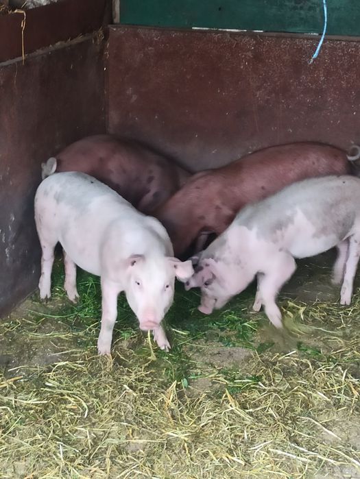 Продам свиней Ландраси