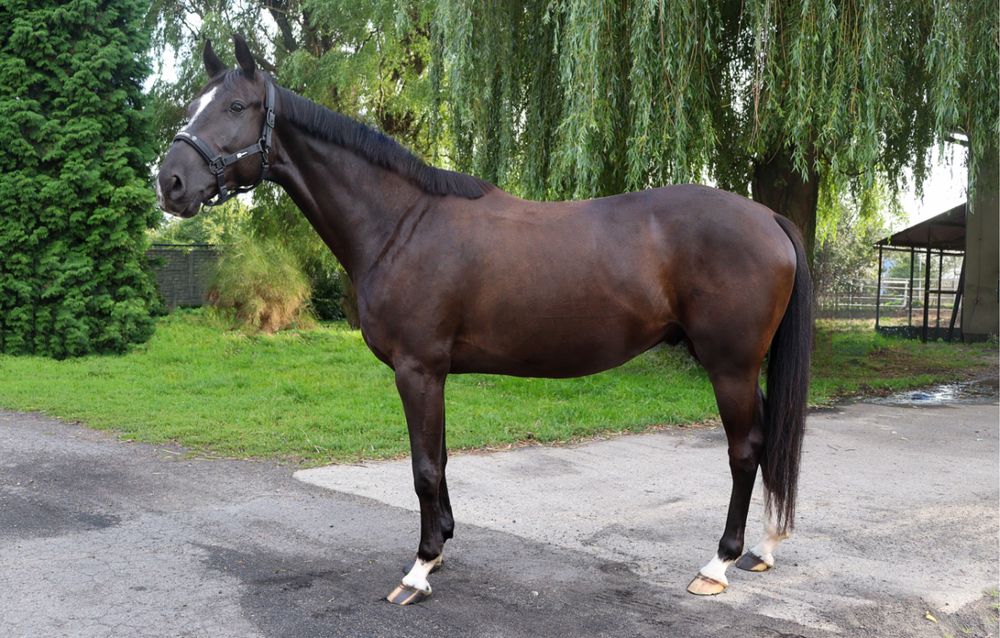 Kary wałach wielkopolski 5 lat