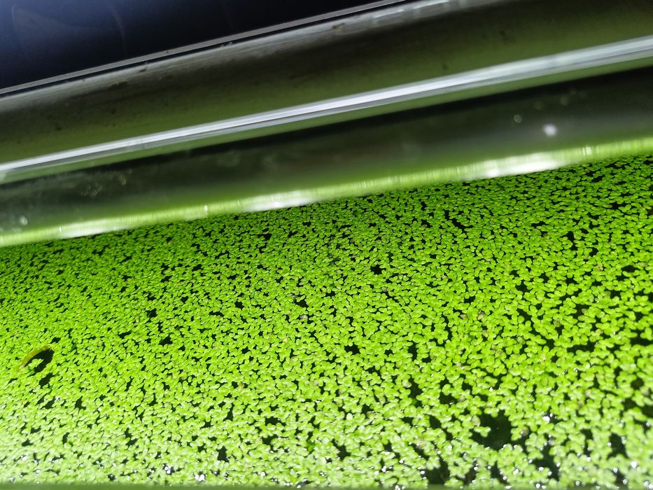 Roślina pływająca Rzęsa drobna