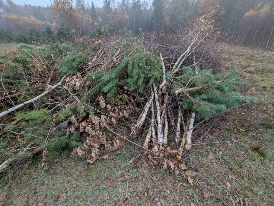 oddam drewno wraz z gałęziami