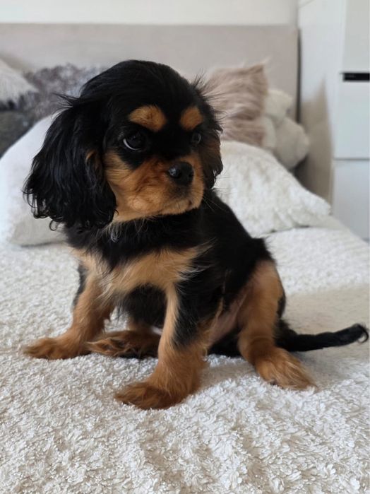 Cavalier King Charles Spaniel - piesek