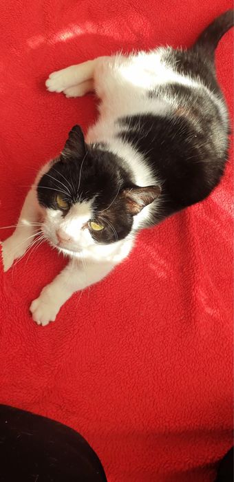 Edek - kocurek do adopcji!
