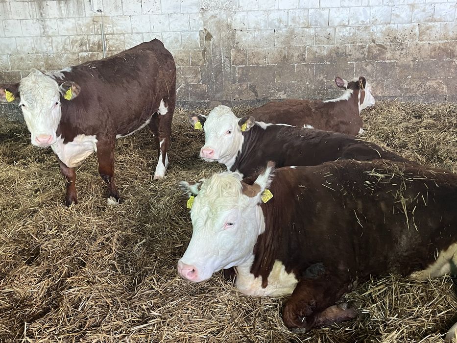 Byczki Hereford