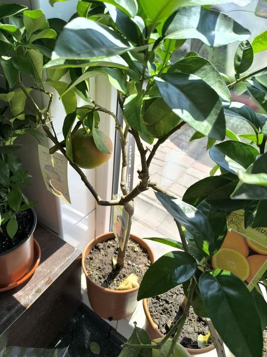 Помпезные цитрусовые растения: грейпфрут с плодами