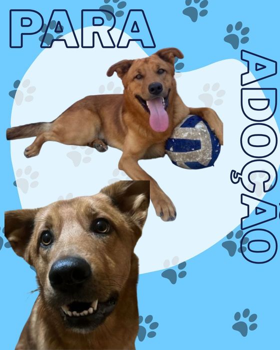 Adoção Responsável - Cão