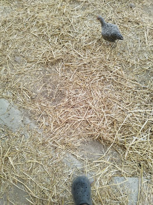 Aves de raças variadas