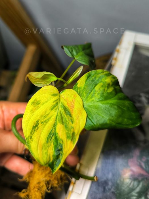Philodendron Micans variegata Mikans filodendron