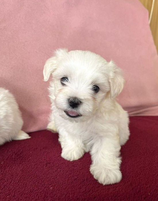 bishon frise Бішон Фрізе