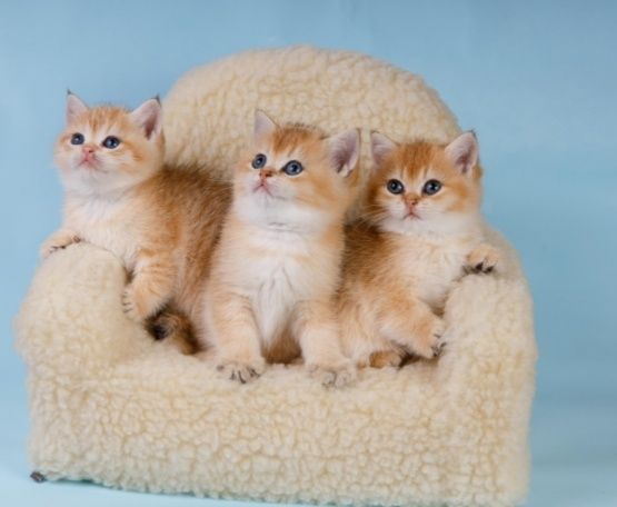 Золотые шиншиллы ny 11