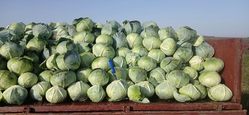 Капуста агресор f1