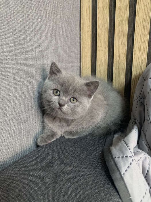 Шотландские вислоухие котята