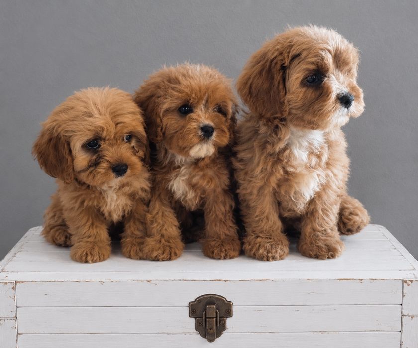 Cavapoo F1 cudne * cavalier & pudel Toy