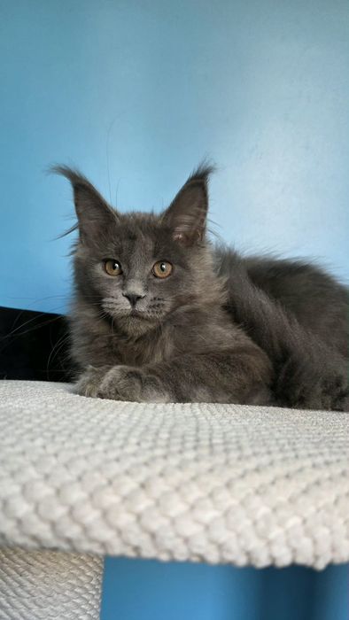 Голубая девочка мейн кун