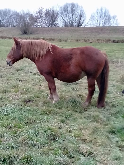 Klacz zimnokrwista, klacze, źrebne