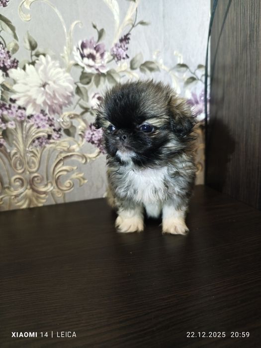 Продам Пікінесів