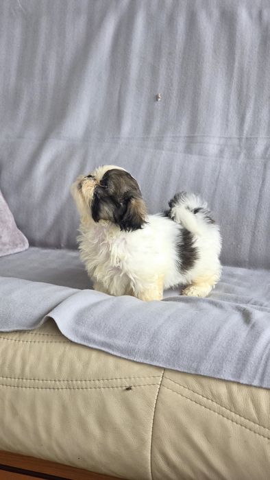 Shih-tzu macho disponível