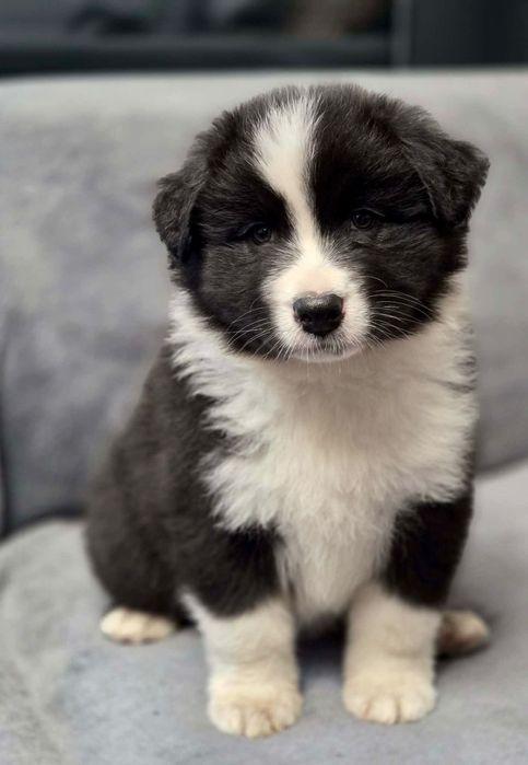 Owczarek australijski suczka