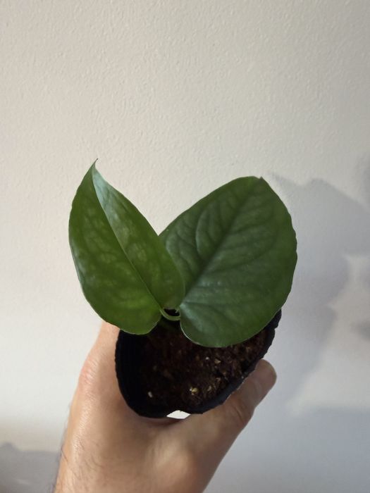 Monstera Siltepecana