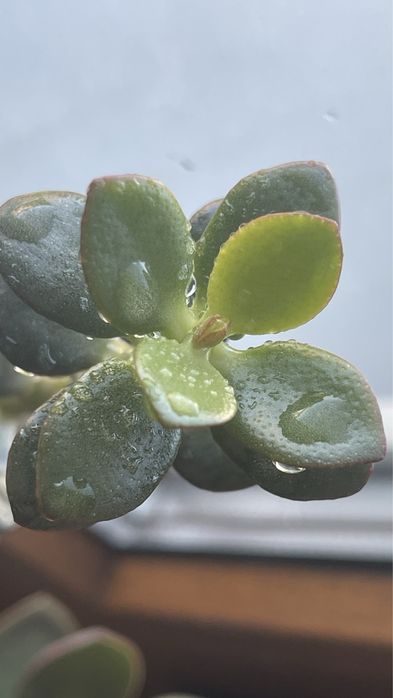 Крассула толстянка денежное дерево топ ред crassula top red грошове