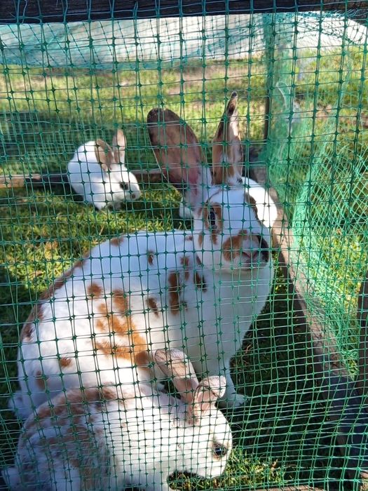 Продам кролів породи Рекс.