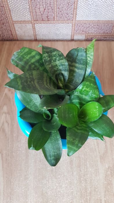 Сансевиерия с горшком 3 в 1