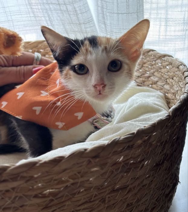 Gatinha 2 meses para adoção responsável