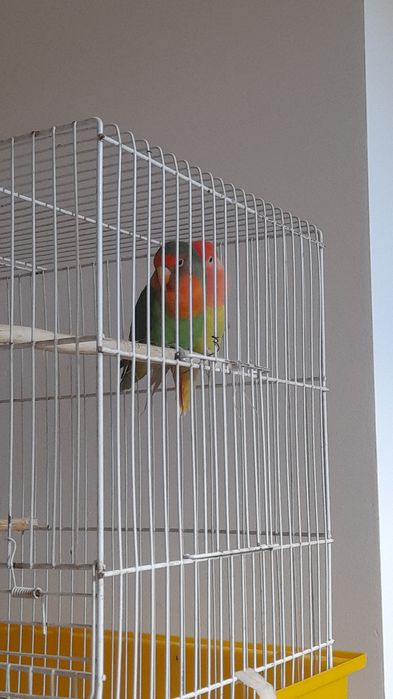 Casal de agapornis troco