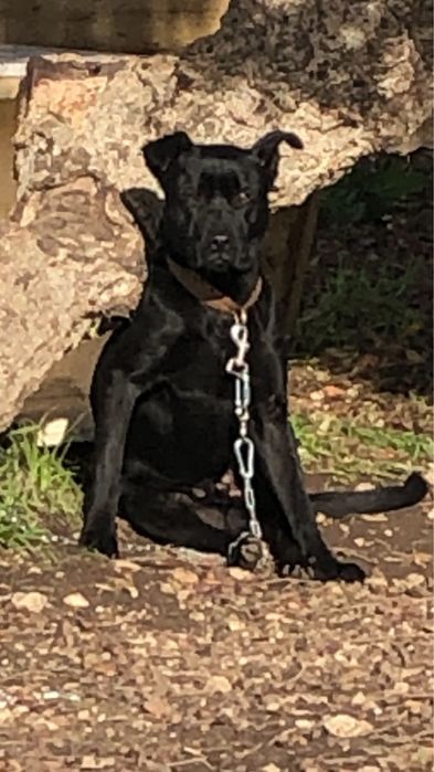 Dou cão labrador com pitbull tem 1 ano