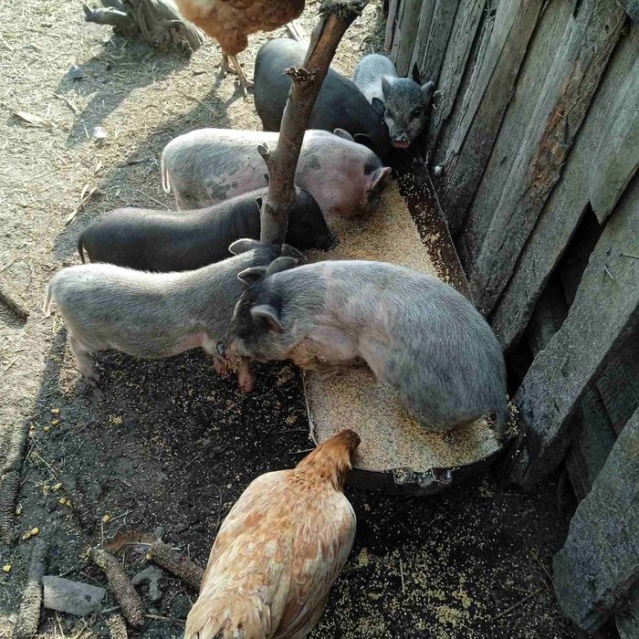 Продам поросят в'єтнамських вік 2 місяців. Ціна 1700