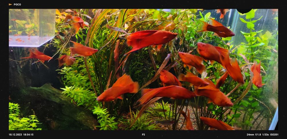 Mieczyki Czyste Delty