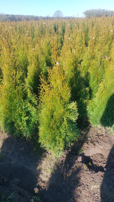 thuja smaragd (szmaragd) 100-120 cm