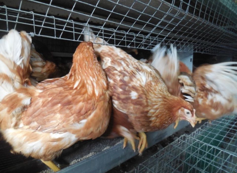 Продам молоді кури