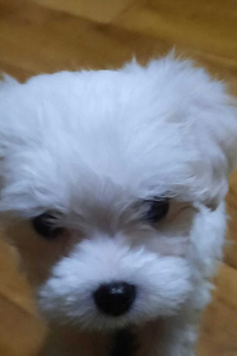 Urocza sunia  . Gotowa do odbioru