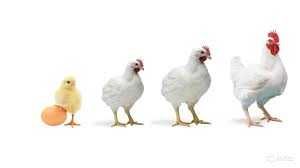 Бройлери на продаж –жива вага, добові та підрощені!