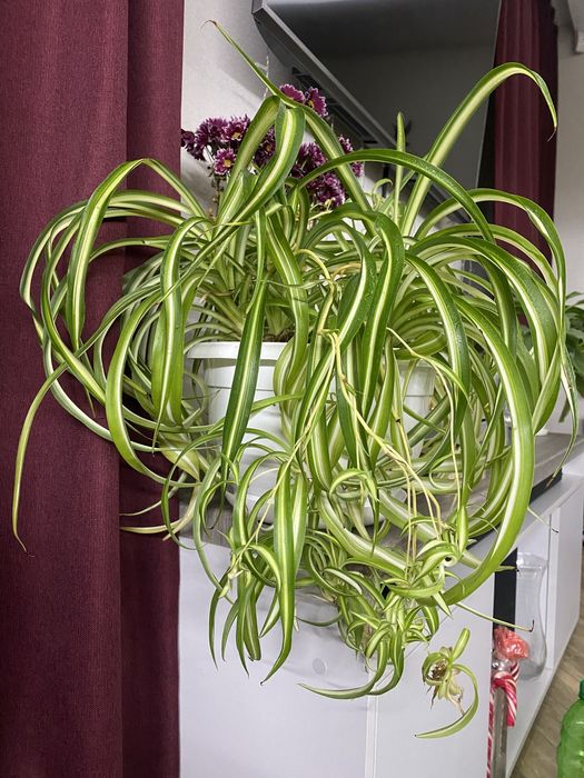 Хлорофітум Бонни (кудрявий)