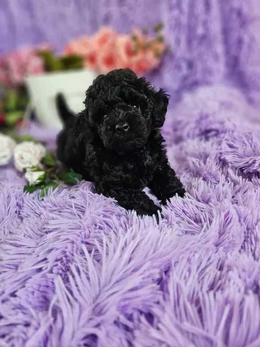 Poodle preto disponível