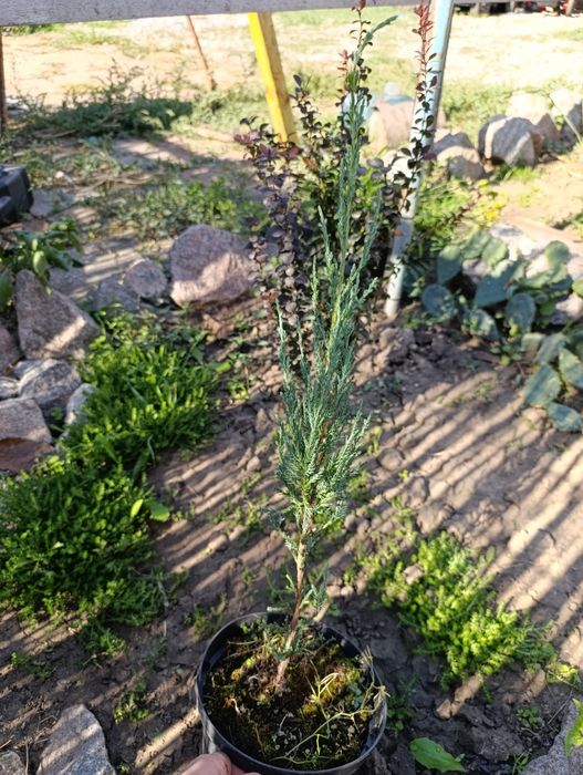 Саджанці хвойних та декоративних рослин