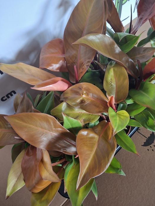 Philodendron ‘Prince of Orange’ Filodendron, WYSYŁKA