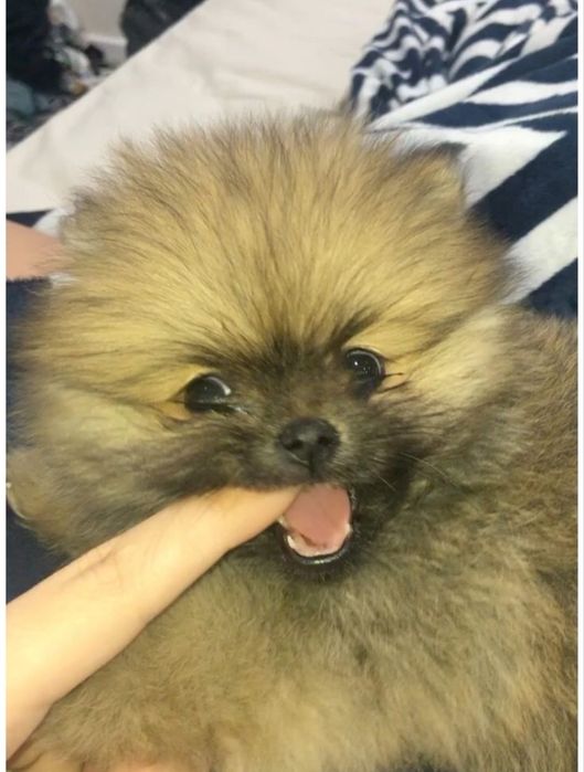 Spitz / lulu pomerania