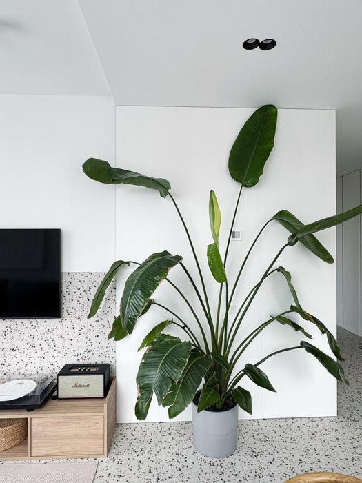 Стреліція Миколая (висота 2.6м)