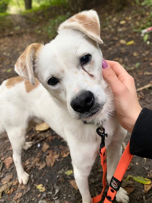 Malutki biały piesek do adopcji! Mops szuka domu