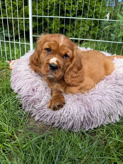 Cavalier King Charles Spaniel piesek