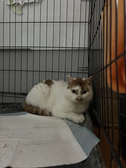 Frodo piekny kocurek