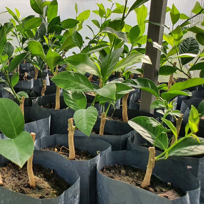 Лимон низкорослый комнатный "Nano"