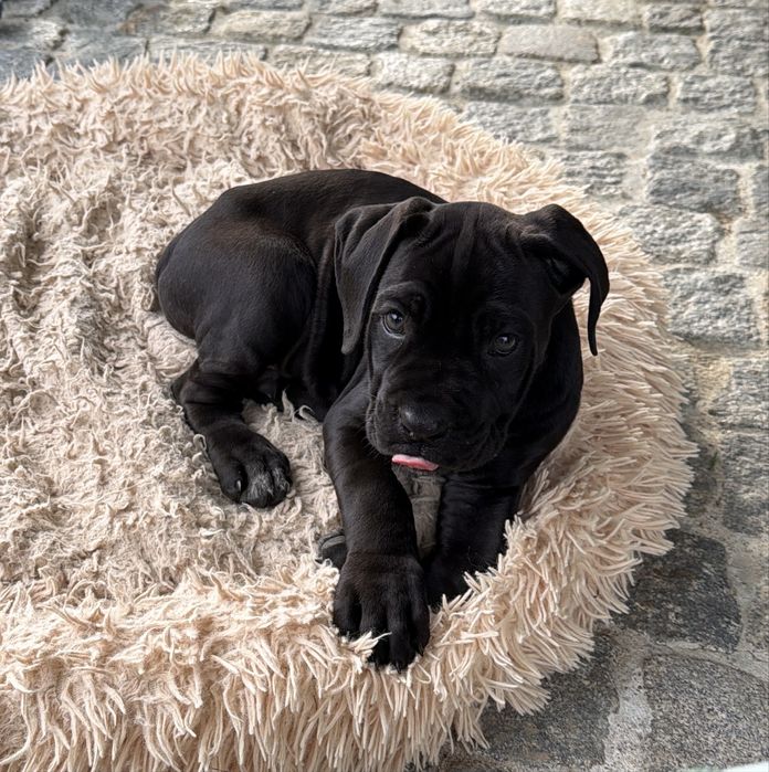 Cane corso italiano