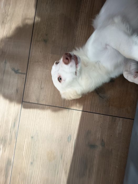 Cão rafeiro 6 meses