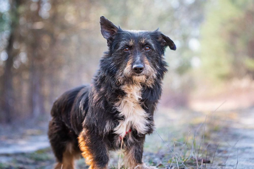Śliczny, łagodny, mały psiak w typie terreira - Pierrot do adopcji