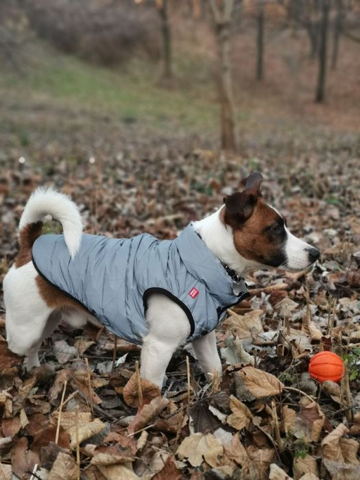 Кобель Джек Рассел-терьер ищет девочку.