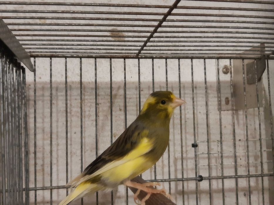 Canários Timbrados 2025